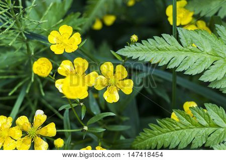 close-up blossoming flower of buttercup (Ranunculus acris)