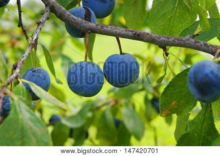 thistle, berries, crop, plant, agriculture, ripe, grow, garden, plant
