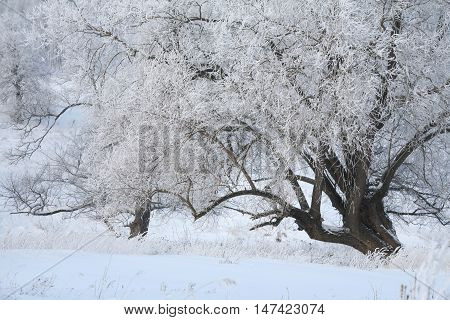 Winter Day