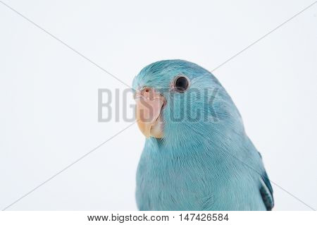 Pacific Parrotlet Forpus coelestis perched against white background