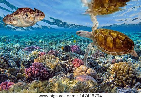 Green turtle swimming in blue ocean. Red Sea. Egypt