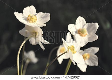 Vintage spring white flowers on dark background under natural sunlight in dark environment.
