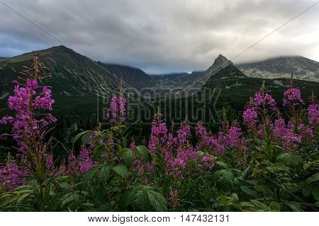 Beautiful mountain landscape with flowers. Tatry. Poland