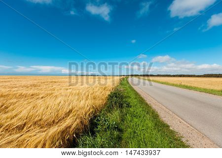 golden wheat field and blue sky