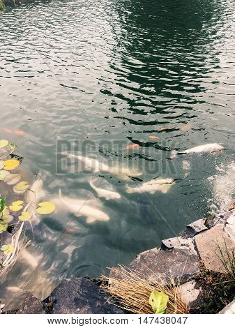 near the shore of a pond with lotus floats a lot of different fish
