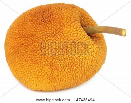 Wild jackfruit of Southeast Asia over white background