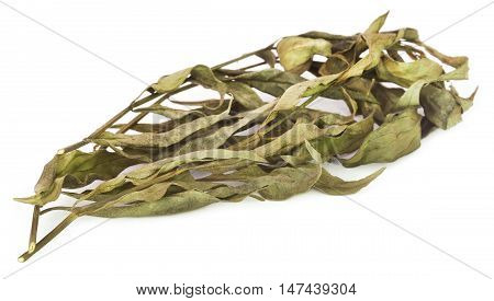 Close up of Ayurvedic medicinal Chirata leaves over white