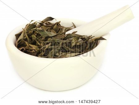 Close up of Ayurvedic medicinal Chirata leaves over white