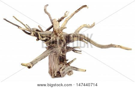 Close up of Bogwood over white background