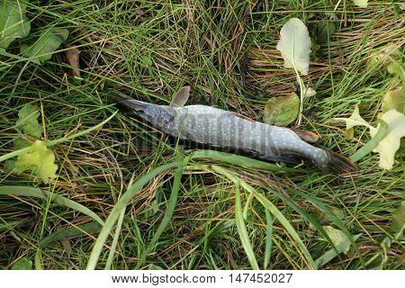 Pike