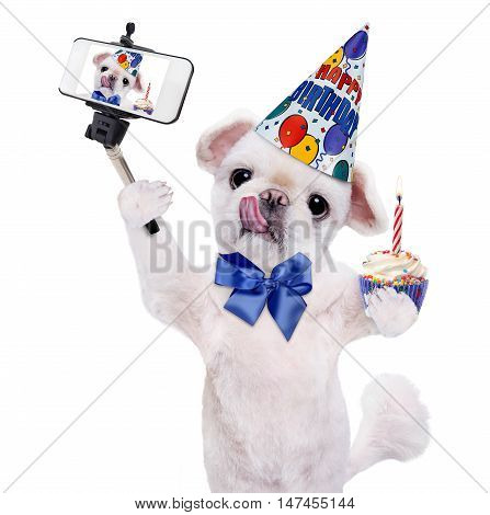 Birthday dog taking a selfie together with a smartphone. Isolated on white.