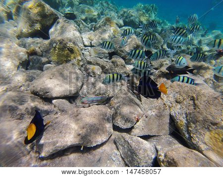 Underwater landscape on a shallow coral reef with  reef tfish, Acanthur and calm water surface in the Red sea