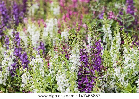 relaxing on colorful garden for long vacation