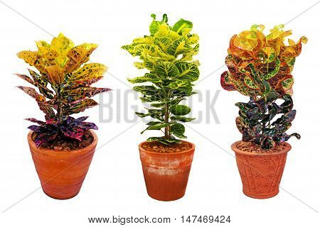 houseplants in clay pot isolated on white background