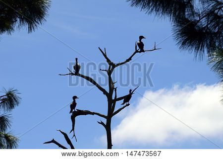 Silhouette of birds on a dead tree