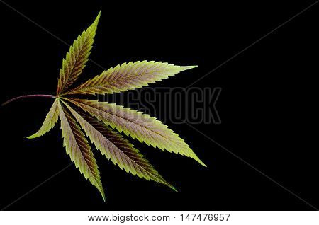 Green to violet single hemp leaf on black background.
