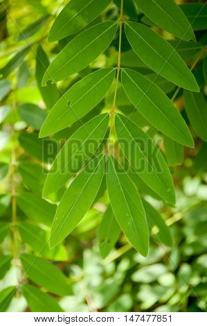 close up Senna siamea leaves in nature garden