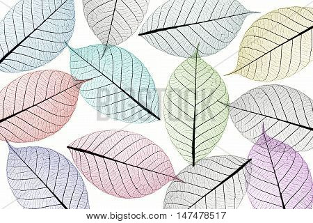 colorful of stack skeleton leaf abstract background