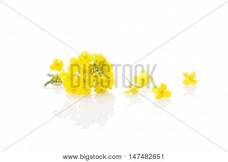 Rapeseed flower isolated on white background. Natural flower.