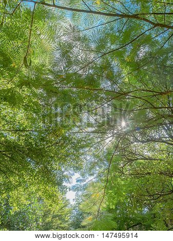 Sunlight filtering through a canopy of green leaves in the forest, viewing from the ground up to the sky through the green foliage.
