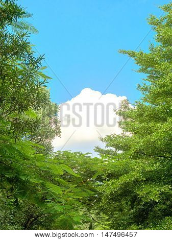 Green treetops with white clouds on bright blue sky background.