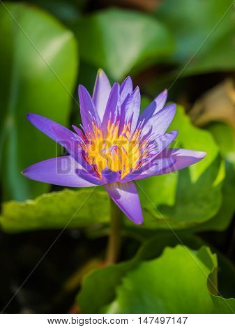 Lotus flower in purple violet color with green leaves in nature water pond