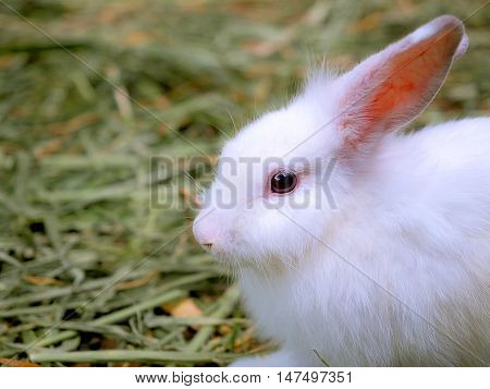 Baby white rabbit in grass with nature blurred background