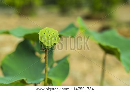 yellow green lotus leaf, vein detail pattern for nature background, lotus which leaf fall and green calyx