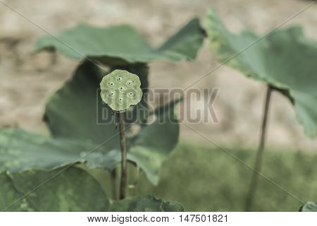 yellow green lotus leaf, vein detail pattern for nature background, lotus which leaf fall and green calyx