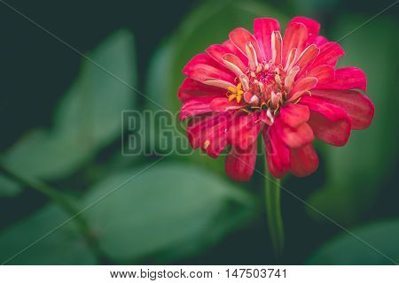 Beautiful white Narrowleaf Zinnia or Classic Zinnia flowers, background.
