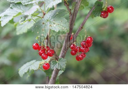 Red Currants In The Garden, Summer Harvest.