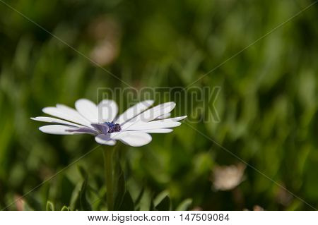 White daisy - like flower from angle with blured green backgrnound.