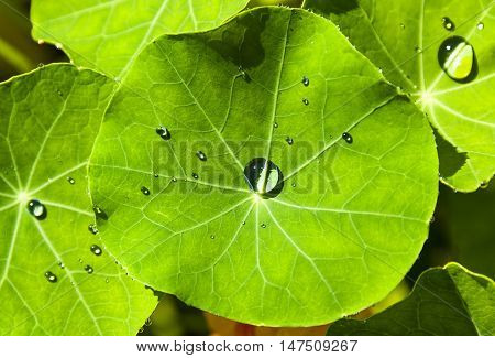 Water drops on green big nasturium leaf.