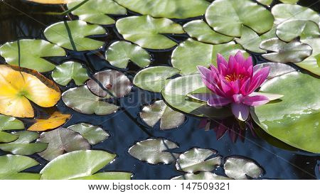 Water Lily