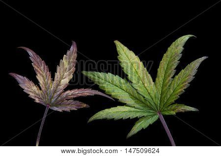 Two green and purple cannabis / hemp leaves on black background.