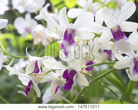 Phalaenopsis,purple orchid. Aged photo. Beautiful white orchid flowers close up. Floral photo. Orchid in a Botanical garden. Orchid in nature. Selective focus.