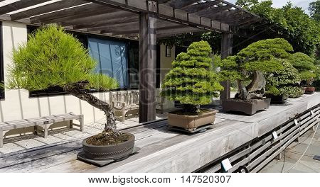 Bonsai and Penjing landscape with miniature evergreen trees