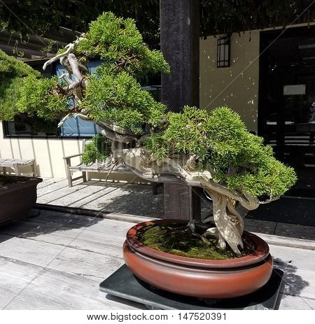 Bonsai and Penjing landscape with miniature evergreen tree in a tray