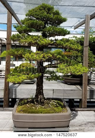Bonsai and Penjing landscape with miniature evergreen tree in a tray