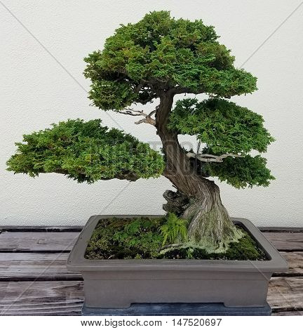 Bonsai and Penjing landscape with miniature evergreen tree in a tray