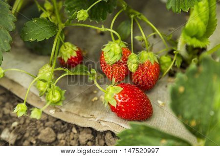 Fresh strawberry with green leaves in the garden