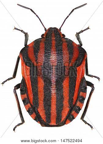 Italian Striped-Bug on white Background  -  Graphosoma italicum (Mller, 1766)