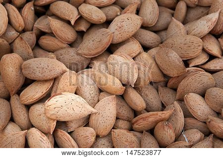 Almond Harvest Time