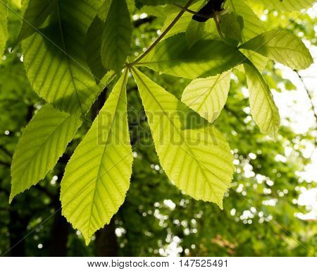 The chestnut tree - spring leaves in the park