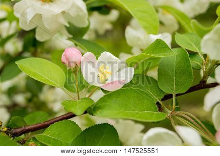 Blossom apple, spring flowers in the park