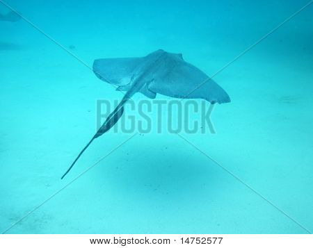 Stachelrochen Schwimmen in den Gewässern der Karibik