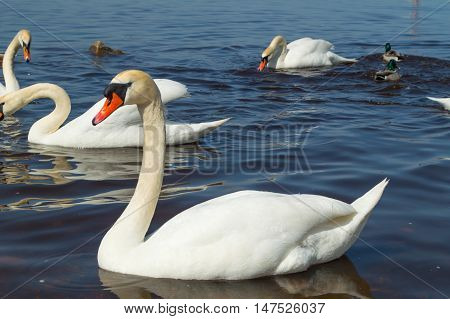 A lot of Swans on the river