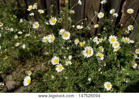 Sunny daisy at the village. Summer time