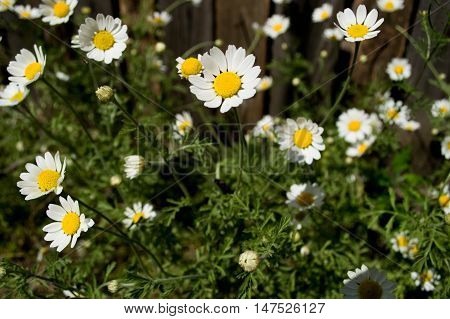 Sunny daisy at the village. Summer time
