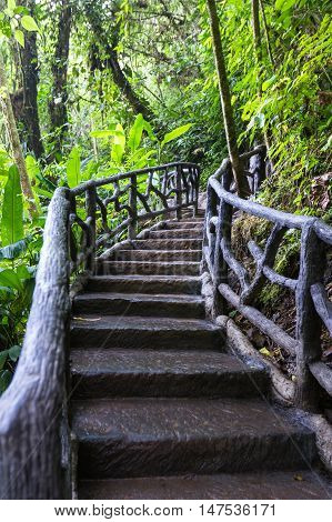 Nature Trail In Costa Rica